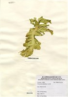 藏品(孔石蓴)的圖片